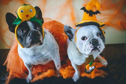 Dog With Halloween Costume