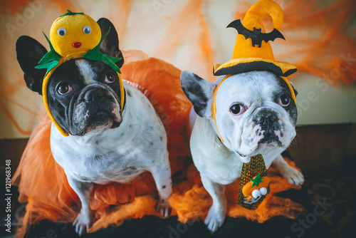 Dog with halloween costume