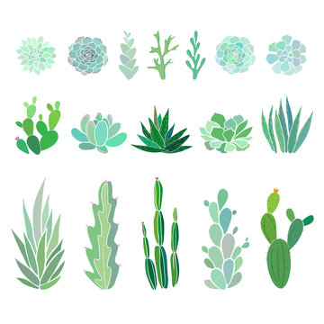 big set with cactuses and succulents