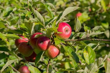 rote Äpfel zwischen grünen Blättern