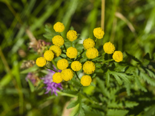 Blooming common tansy, tanacetum vulgare, golden buttons, macro, selective focus