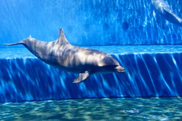 Poster de jardin Dauphin Oceanic dolphin in large aquarium with blue water