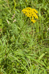 Blooming common tansy, tanacetum vulgare, golden buttons, macro, selective focus