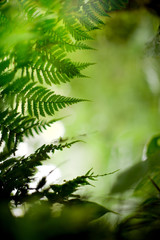 Fern Abstract