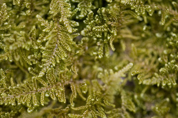 Moss