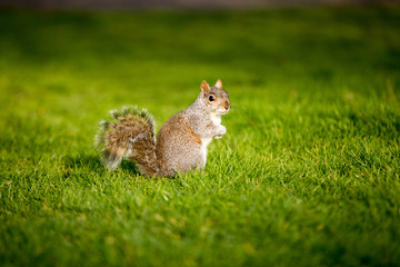 Hi, I am a squirrel