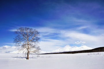 Tree on winter field and blue sky