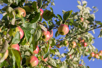 Zweige voller Äpfel mit blauem Himmel