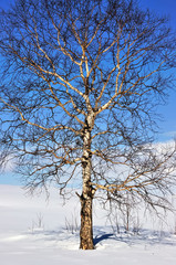 Winter tree in a field