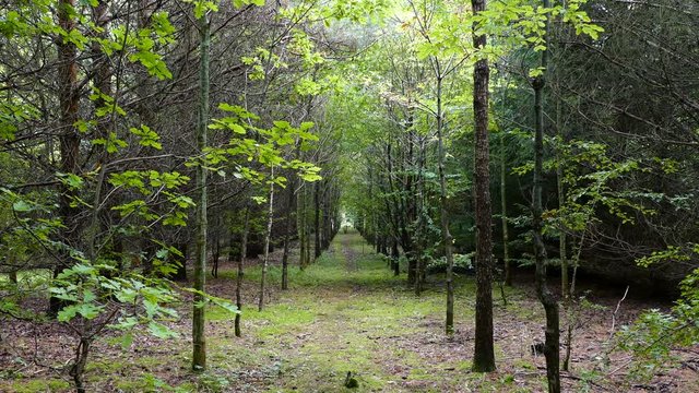 Panning around a beautiful forest path in summer