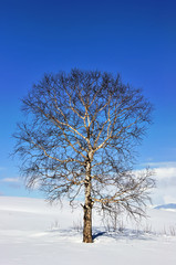 Alone frozen tree in field