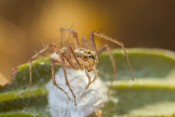 Jumping spider