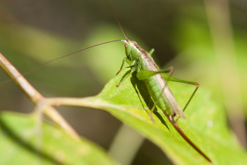 Grasshopper on grass close up.