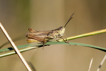 Grasshopper on grass close up.