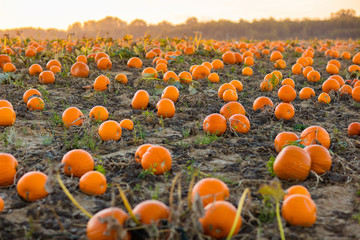 Obraz premium Pumpkin patch