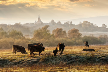 few cows on frosty meadow