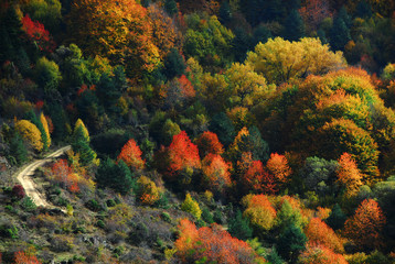 Picturesque autumn scenery in the forest