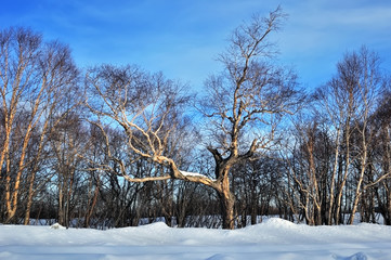 Fototapeta premium cold day in snowy winter forest