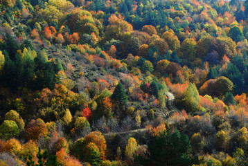 First signs of fall in the forest