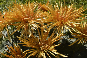 Chrysanthemum grandiflora - beautiful orange autumn flowers
