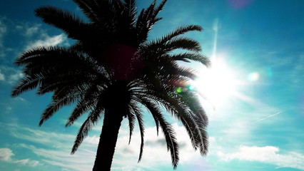 Palme unter blauem Himmel