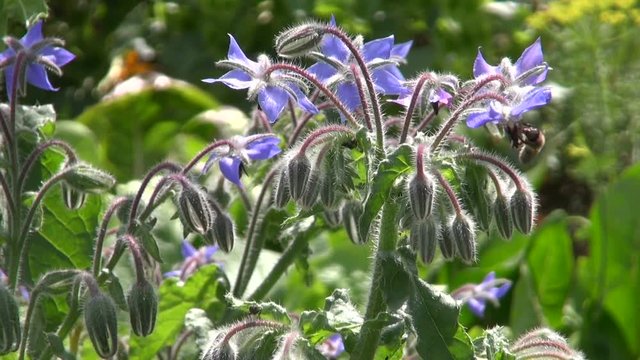 Bees and flies picking nectar on flowering borage plant in herb garden