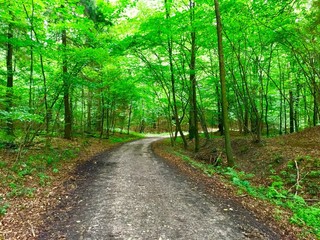 Fototapeta na wymiar Pusta ścieżka pomiędzy pięknymi wysokimi drzewami z zielonymi liśćmi