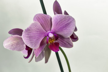 Orchid flower purple.