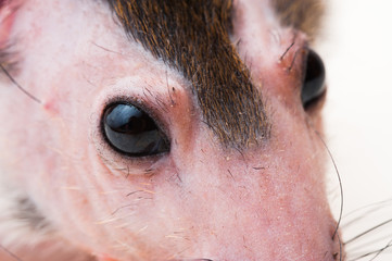 Bald sphinx rat.Hairless animal Sitting on a white background