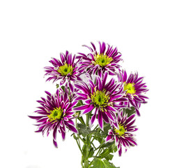 the flowers are lilac chrysanthemums on a white background.