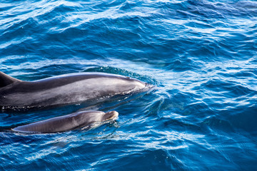 Obraz premium Bay of Islands dolphins