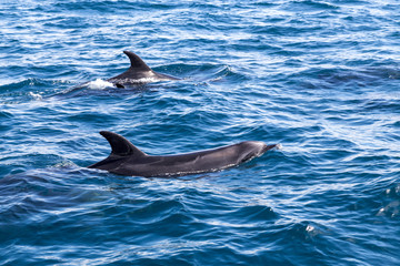 Bay of Islands dolphins