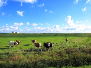 Kuhwiesen in Husum an der Dockkoogspitze