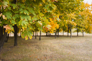 Fototapeta premium Autumn maple leaves in the park