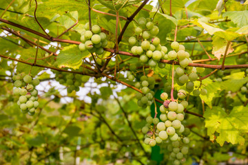 Ripe Bunche of White Wine Grapes.  Grape. Grape harvest. Grape p