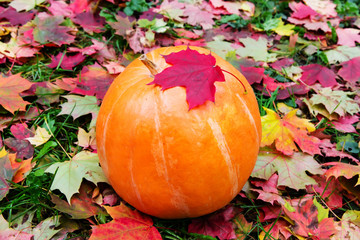 Pumpkin for halloween on maple fallen leaves
