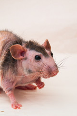 Bald sphinx rat.Hairless animal Sitting on a white background