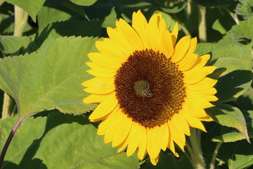 Sonnenblume