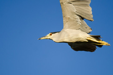 Black-Crowned Night-Heron Flying in a Blue Sky
