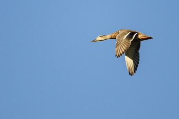 Mallard Duck Flying in a Blue Sky