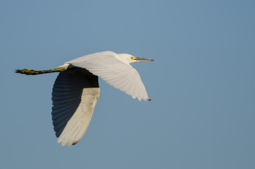 Snowy Egret Flying in Blue Sky