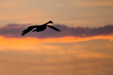 Canada Goose Silhouetted in the Sunset Sky As It Flies