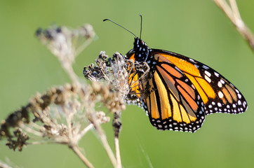 Monarch Butterfly Resting on a Dried Desert Flower
