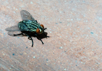 fly, close up