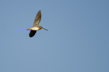 Lone Wilson's Snipe Flying in a Blue Sky