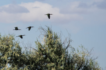 Four White-faced Ibis Flying High Above the Marsh