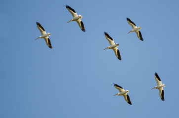 Flock of American White Pelicans Flying in a Blue Sky