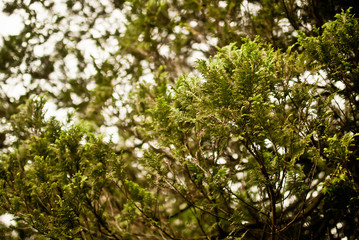 Fototapeta premium Green fir in the forest. Warm colors