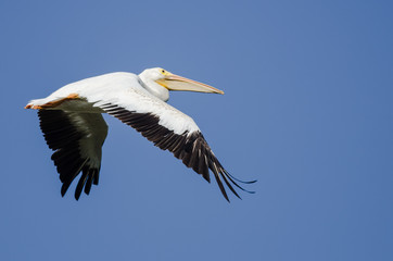 American White Pelican Flying in a Blue Sky