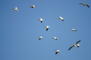 Flock of American White Pelicans Flying in a Blue Sky
